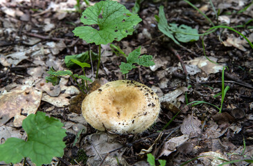 A mushroom in the thicket of an oak forest. A mushroom cap against the background of last year's...