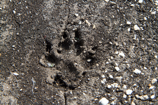 Wild animal footprint on clay soil after rain. Animal tracks in the forest. 