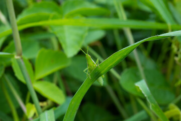 insect