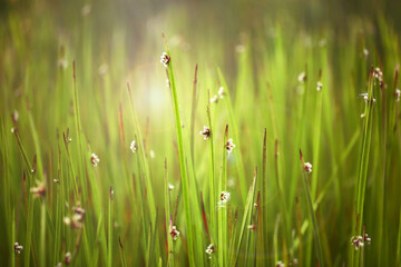 A quiet, fresh green grass.