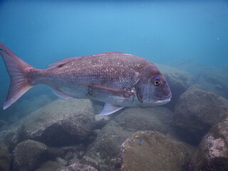 伊豆の海でダイビング中に見かけた人懐っこく近寄って来る大きなマダイ