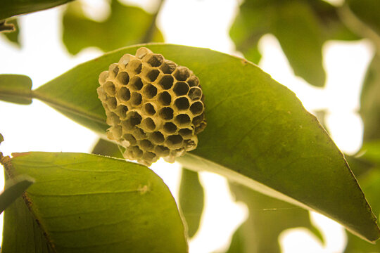 Bee house in the leaves
