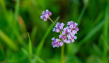 flowers on grass