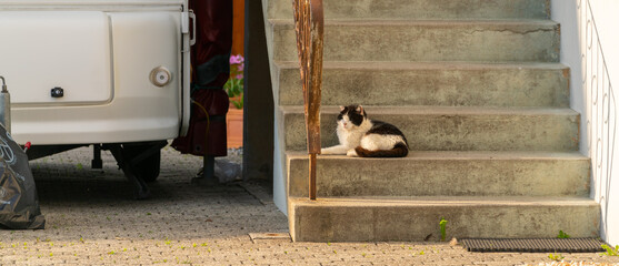 Cat taking a nap at the stairs