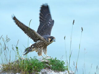 Peregrine falcon (Falco peregrinus)