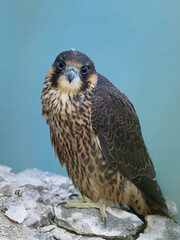 Peregrine falcon (Falco peregrinus)