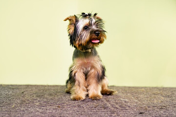 Yorkshire terrier. cute dog after a haircut at the groomer.