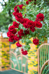 花・バラ・ガーデンローズ