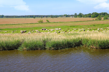 Farming along the Prerow Stream in Prerow on Peninsula Fischland-Darss-Zingst, a sheep herd on a meadow, mecklenburg western pomerania, baltic sea - Germany