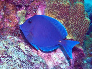 Blue Tang Grazing on the Reef