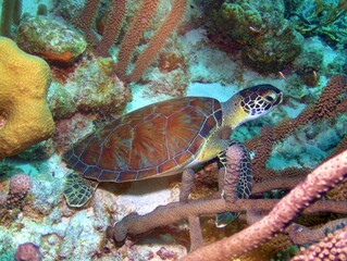 Green Sea Turtle on the Reef