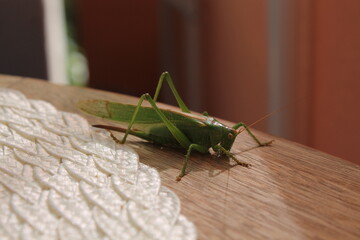 Riesen Heuschrecke, grünes Heupferd 