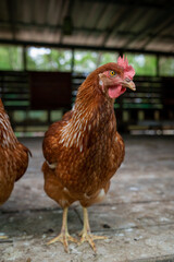 chicken on the farm