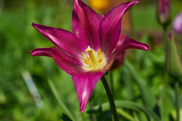 Tulip lily flowered 'Purple Dream' on green leaves background in the morning garden seen from above