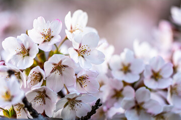 ぼかいした背景に浮かぶピンクの八重桜