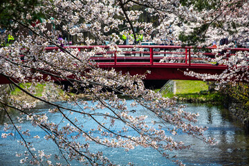川に渡された赤い橋と川にそそり出る桜