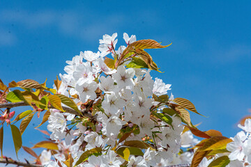 ぼかいした青空を背景に浮かぶ白い桜
