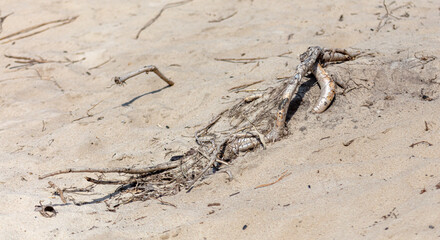 Dry tree in the sand in the park.