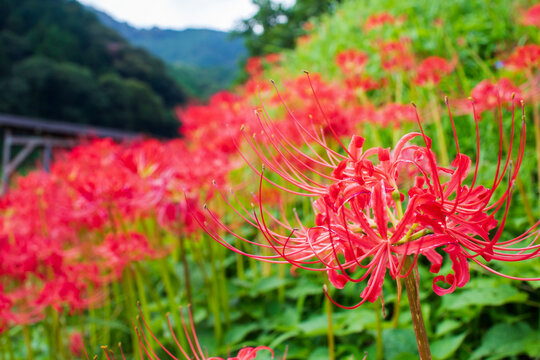 Allelopathy Images Browse 132 Stock Photos Vectors And Video Adobe Stock