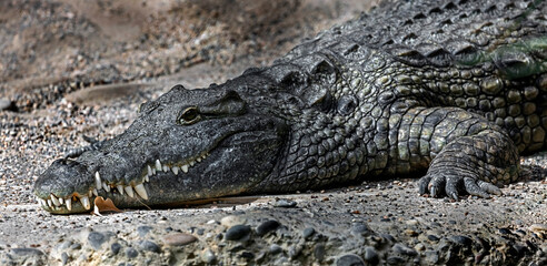 Nile crocodile`s head. Latin name - Crocodylus niloticus - obrazy, fototapety, plakaty