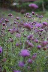 boripat.s57@hotmail.com