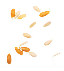 Sprouted melon seeds isolated on white background.