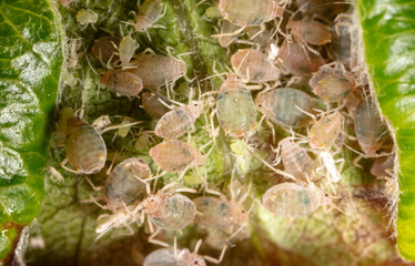 Close-up of aphids on a green leaf.