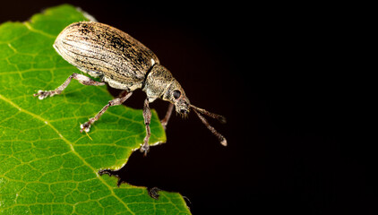 Close-up of a beetle on a green leaf of a plant.