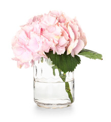 Vase with beautiful hydrangea flowers on white background