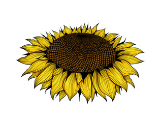 Sunflower flower hand-drawn, yellow flower, side view, isolated on white background, linocut, realistic drawing, line art. one sunflower. Seeds and petals. Agriculture, autumn sunflower seeds