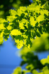 Green leaves on the oak tree