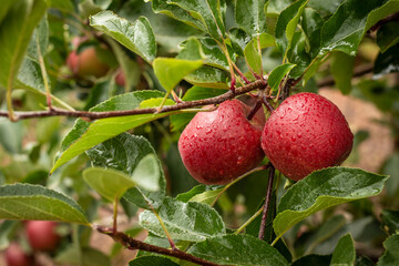 apples, red apples, orchard, South Africa, apples in trees