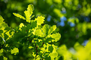 Fototapeta na wymiar Green leaves on the oak tree