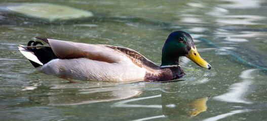 Obraz premium Portrait of a duck floating on the water