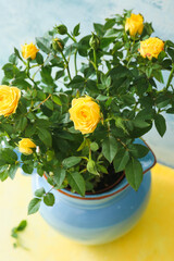 Jug with beautiful yellow roses on color background