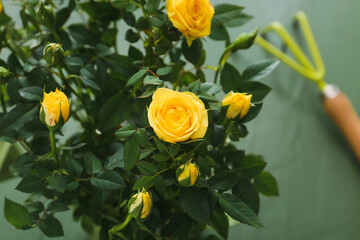 Beautiful yellow roses on color background, closeup