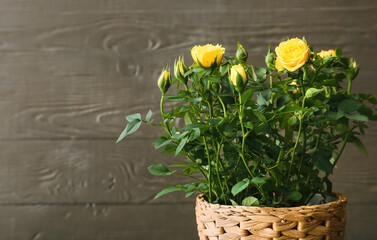 Beautiful yellow roses in pot on dark wooden background