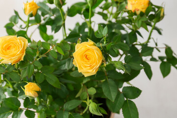 Beautiful yellow roses on light background, closeup