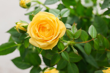 Beautiful yellow roses on light background, closeup