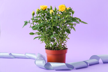 Beautiful yellow roses in pot and ribbon on color background