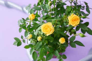 Beautiful yellow roses on color background, closeup