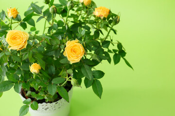 Beautiful yellow roses in pot on color background, closeup
