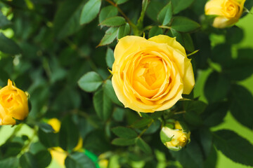 Beautiful yellow roses on color background, closeup