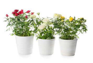 Beautiful roses in pots on white background