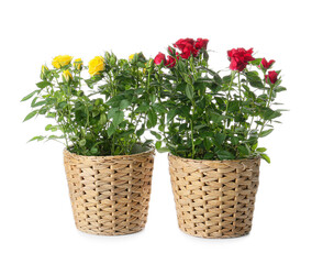 Beautiful roses in pots on white background