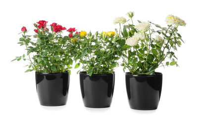 Beautiful roses in pots on white background
