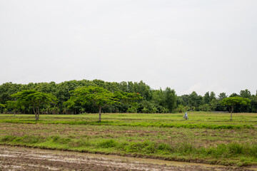 Fototapeta na wymiar farmer riding bicycle in the field