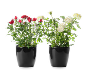 Beautiful roses in pots on white background