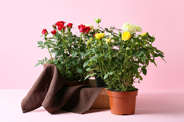 Beautiful roses in pots on color background