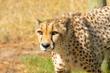 Cheetah or Acinonyx jubatus, facing camera with big brown eyes and glossy black nose. Beautiful solid black spotted coat. Blurred green background. South Africa